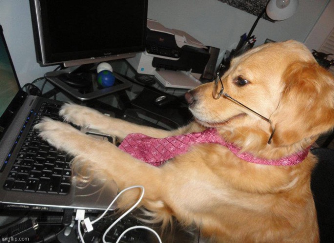 dog at the computer | image tagged in dog at the computer | made w/ Imgflip meme maker