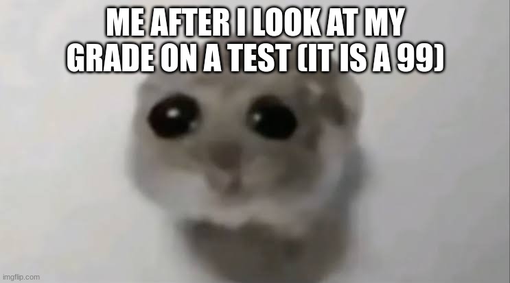 WAAAAAAAAAAAAAAAAAAAAAAAAAAAAAAAAAAAA | ME AFTER I LOOK AT MY GRADE ON A TEST (IT IS A 99) | image tagged in sad hamster | made w/ Imgflip meme maker