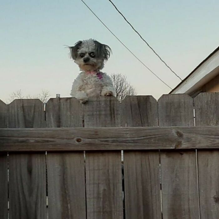 High Quality ugly dog judges you over a fence Blank Meme Template