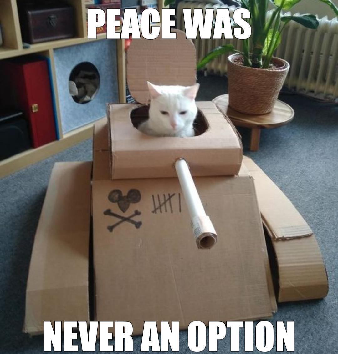 High Quality Peace was never a option cat Blank Meme Template