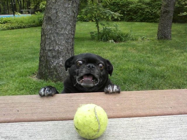 Pug Tennis Ball | image tagged in pug tennis ball | made w/ Imgflip meme maker