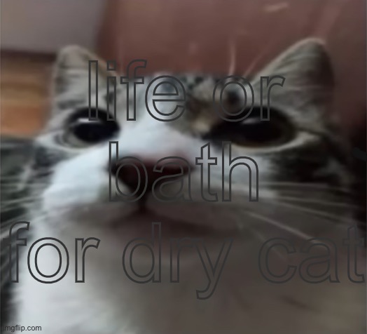 BATH!!!!! | life or bath for dry cat | made w/ Imgflip meme maker