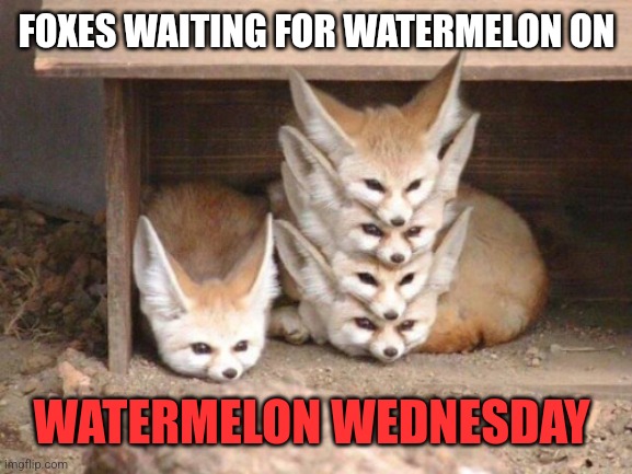 fennec stack | FOXES WAITING FOR WATERMELON ON WATERMELON WEDNESDAY | image tagged in fennec stack | made w/ Imgflip meme maker