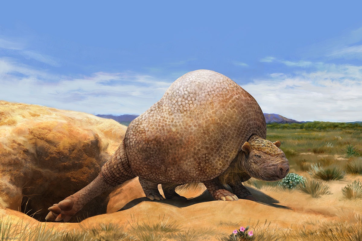 Doedicurus clavicaudatus, largest of the Glyptodons, giant herbivorous armadillos | image tagged in doedicurus clavicaudatus,doedicurus | made w/ Imgflip meme maker