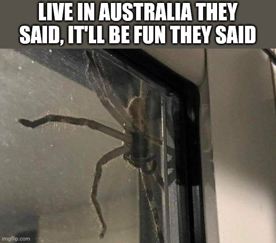 Huntsman Spider | LIVE IN AUSTRALIA THEY SAID, IT'LL BE FUN THEY SAID | image tagged in huntsman spider | made w/ Imgflip meme maker