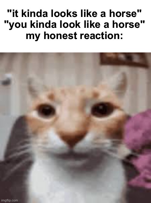 Straight face cat | "it kinda looks like a horse"
"you kinda look like a horse"
my honest reaction: | image tagged in straight face cat | made w/ Imgflip meme maker