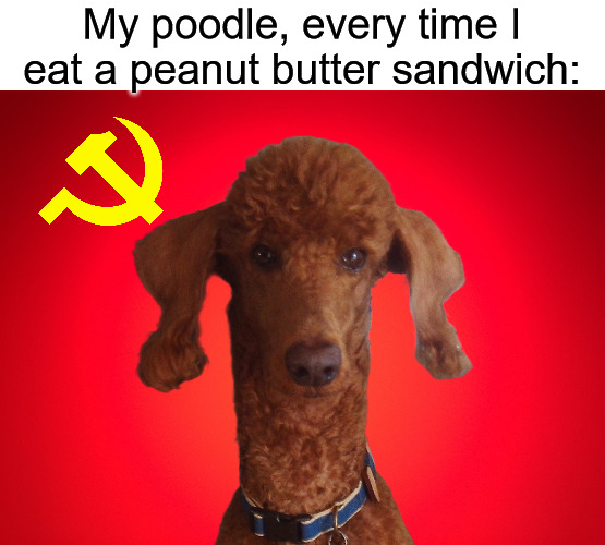 It's Our Sandwich Now Comrade | My poodle, every time I eat a peanut butter sandwich: | image tagged in red background,poodle,communism | made w/ Imgflip meme maker