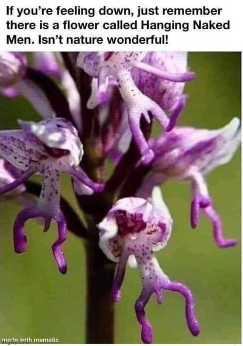 Male flowers? | image tagged in flowers | made w/ Imgflip meme maker