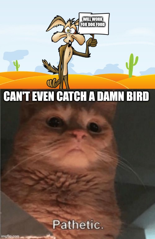 WILL WORK FOR DOG FOOD; CAN'T EVEN CATCH A DAMN BIRD | image tagged in wile e coyote sign,pathetic cat | made w/ Imgflip meme maker