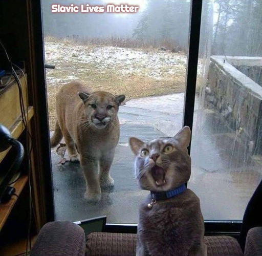 House Cat with Mountain Lion at the door | Slavic Lives Matter | image tagged in house cat with mountain lion at the door,slavic | made w/ Imgflip meme maker