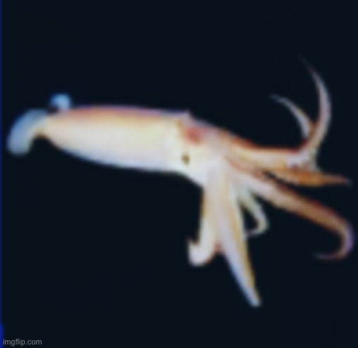 Squid | image tagged in squid | made w/ Imgflip meme maker