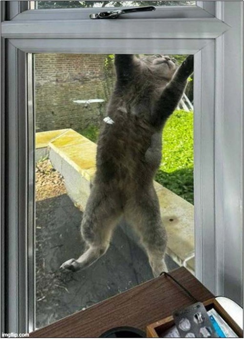 Cat Burglar ! | image tagged in cat,burglar | made w/ Imgflip meme maker