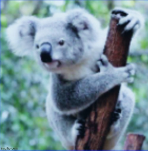 Koala | image tagged in koala | made w/ Imgflip meme maker