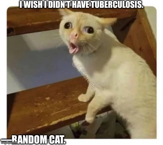 Coughing Cat | I WISH I DIDN’T HAVE TUBERCULOSIS. —RANDOM CAT. | image tagged in coughing cat | made w/ Imgflip meme maker
