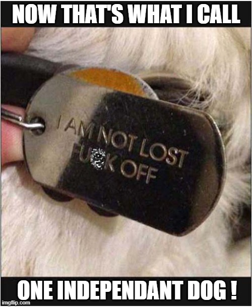 Don't Mess With That Dog ! | NOW THAT'S WHAT I CALL; ONE INDEPENDANT DOG ! | image tagged in dogs,dog tag,independance | made w/ Imgflip meme maker