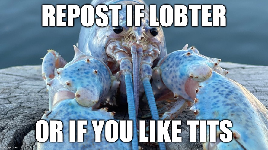 Blue Lobster | REPOST IF LOBTER; OR IF YOU LIKE TITS | image tagged in blue lobster | made w/ Imgflip meme maker