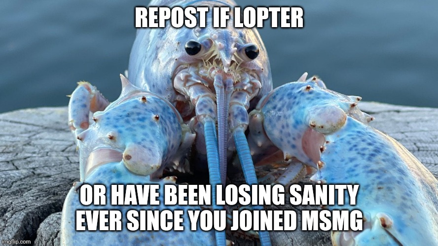 Blue Lobster | REPOST IF LOPTER; OR HAVE BEEN LOSING SANITY EVER SINCE YOU JOINED MSMG | image tagged in blue lobster | made w/ Imgflip meme maker