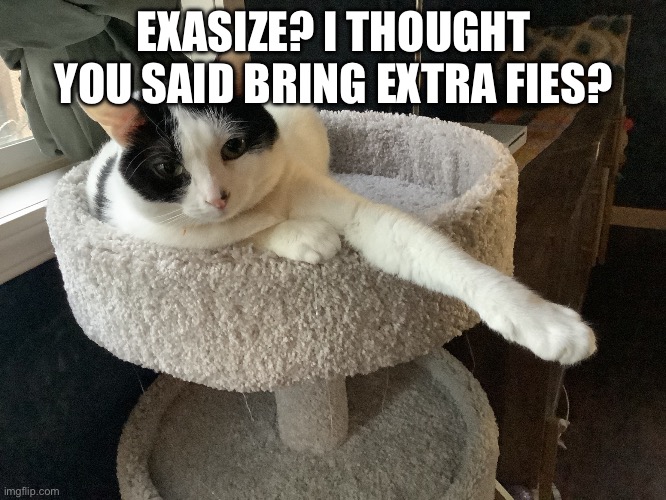 Kitteh. Yeh. | EXASIZE? I THOUGHT YOU SAID BRING EXTRA FIES? | image tagged in i ll do it tomorrow | made w/ Imgflip meme maker