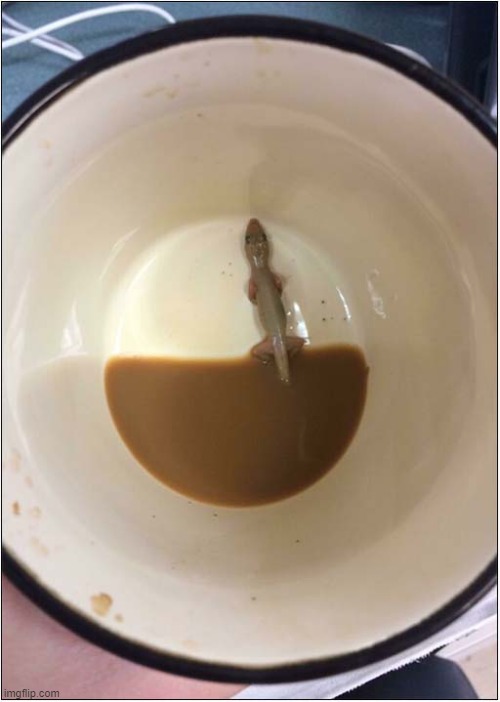 This Coffee Tasted A Bit 'Lizardly' ! | image tagged in coffee,dead lizard,dark humour | made w/ Imgflip meme maker