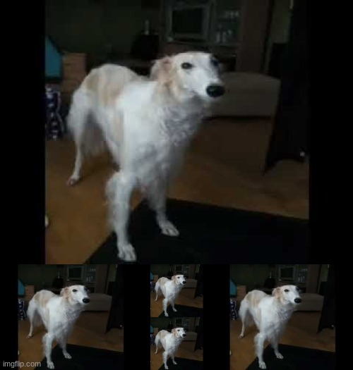 borzoi. | image tagged in low quality borzoi dog | made w/ Imgflip meme maker