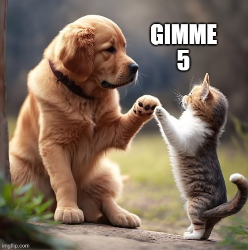 memes by Brad cats gimme 5 | GIMME 5 | image tagged in cats,funny,cute cat,cute kitten,dog memes | made w/ Imgflip meme maker
