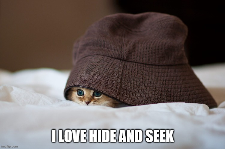 memes by Brad kitten cat loves hide and seek | I LOVE HIDE AND SEEK | image tagged in cats,funny,cute kitten,cute cat,cat meme,kitten | made w/ Imgflip meme maker