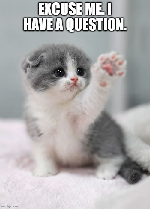 memes by Brad kitten has a question | EXCUSE ME. I HAVE A QUESTION. | image tagged in cats,funny,cute kitten,cute cat,humor,kitten | made w/ Imgflip meme maker