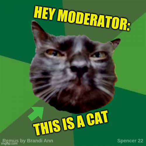 It's a CAT MEME! | HEY MODERATOR:; THIS IS A CAT | image tagged in remus,meanwhile on imgflip,cat,cat meme,funny cat memes,moderators | made w/ Imgflip meme maker