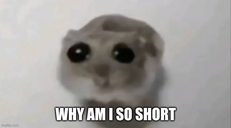 Sad Hamster | WHY AM I SO SHORT | image tagged in sad hamster | made w/ Imgflip meme maker