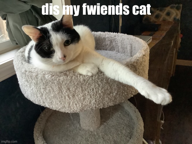 My fwiends cat | dis my fwiends cat | image tagged in i ll do it tomorrow,cats,cats are awesome,cute cat | made w/ Imgflip meme maker