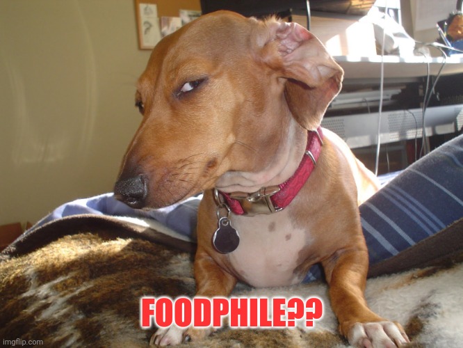 Suspicious Dog | FOODPHILE?? | image tagged in suspicious dog | made w/ Imgflip meme maker