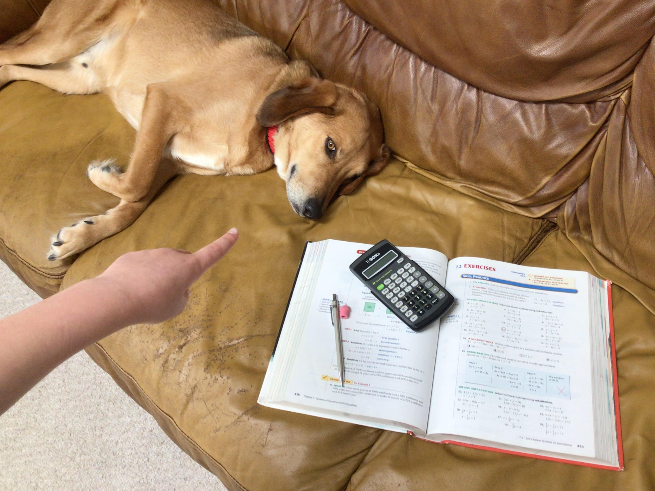 High Quality dog homework Blank Meme Template