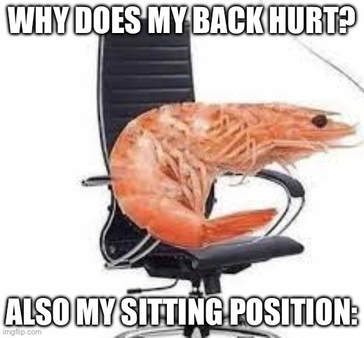 chair shrimp | WHY DOES MY BACK HURT? ALSO MY SITTING POSITION: | image tagged in chair shrimp | made w/ Imgflip meme maker