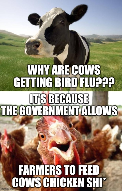 100% grass fed beef is worth the money when you know this. Do you know what’s in that hot dog? | WHY ARE COWS GETTING BIRD FLU??? IT’S BECAUSE THE GOVERNMENT ALLOWS; FARMERS TO FEED COWS CHICKEN SHI* | image tagged in cow,chicken,bird flu,chicken sh,it | made w/ Imgflip meme maker