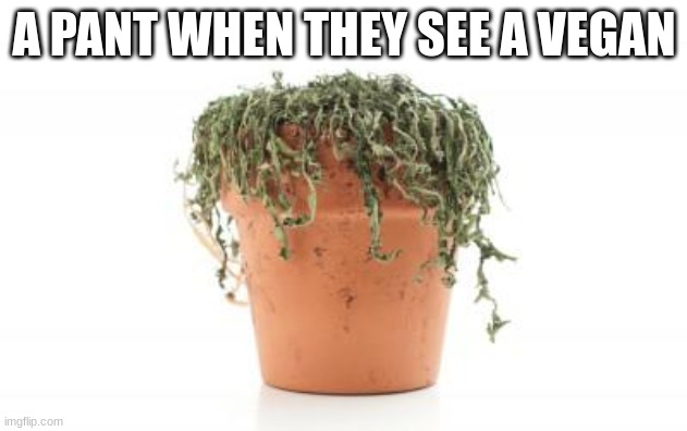 dead plant | A PANT WHEN THEY SEE A VEGAN | image tagged in dead plant | made w/ Imgflip meme maker