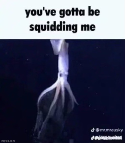 You've gotta be squidding me | made w/ Imgflip meme maker