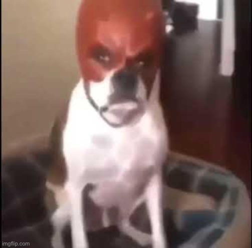 daredevil dog | image tagged in daredevil dog | made w/ Imgflip meme maker