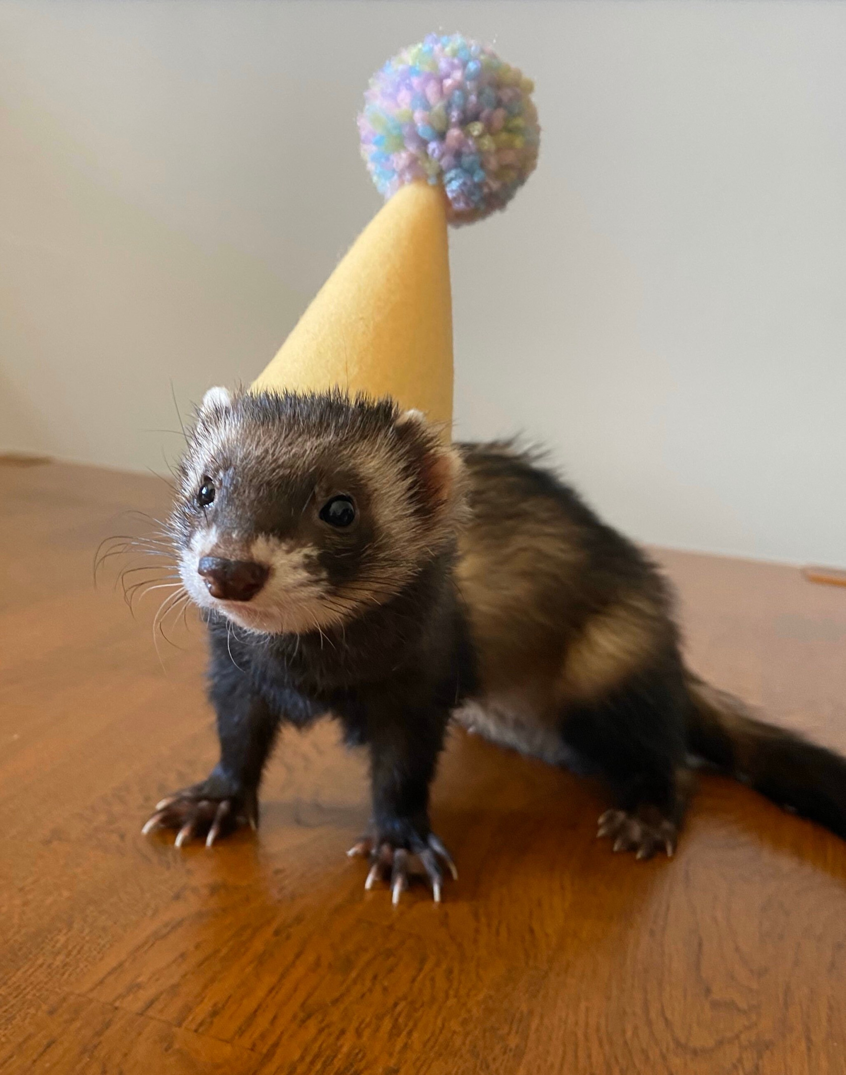 Ferret with birthday hat Blank Meme Template