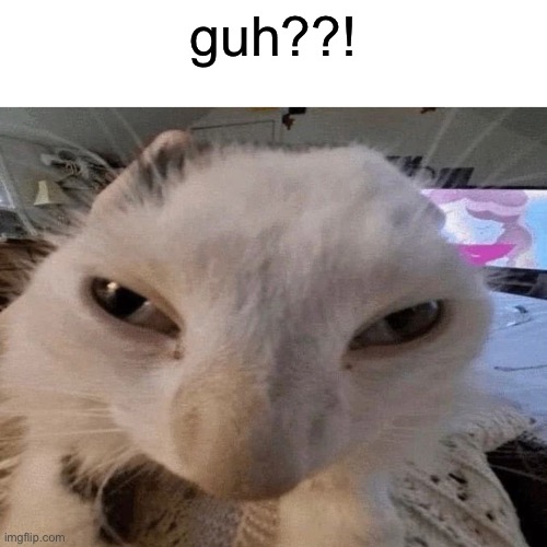 Distorted guh cat | guh??! | image tagged in distorted guh cat | made w/ Imgflip meme maker