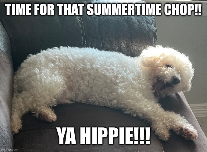 This guy needs a haircut | TIME FOR THAT SUMMERTIME CHOP!! YA HIPPIE!!! | image tagged in poodle,love,hippie,the hound,funny dogs,bad haircut | made w/ Imgflip meme maker