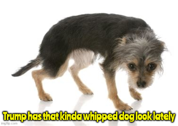 Like A Dog! | Trump has that kinda whipped dog look lately | image tagged in trump,like a dog,whipped dog,maga mongrel,dog peed,whimper | made w/ Imgflip meme maker