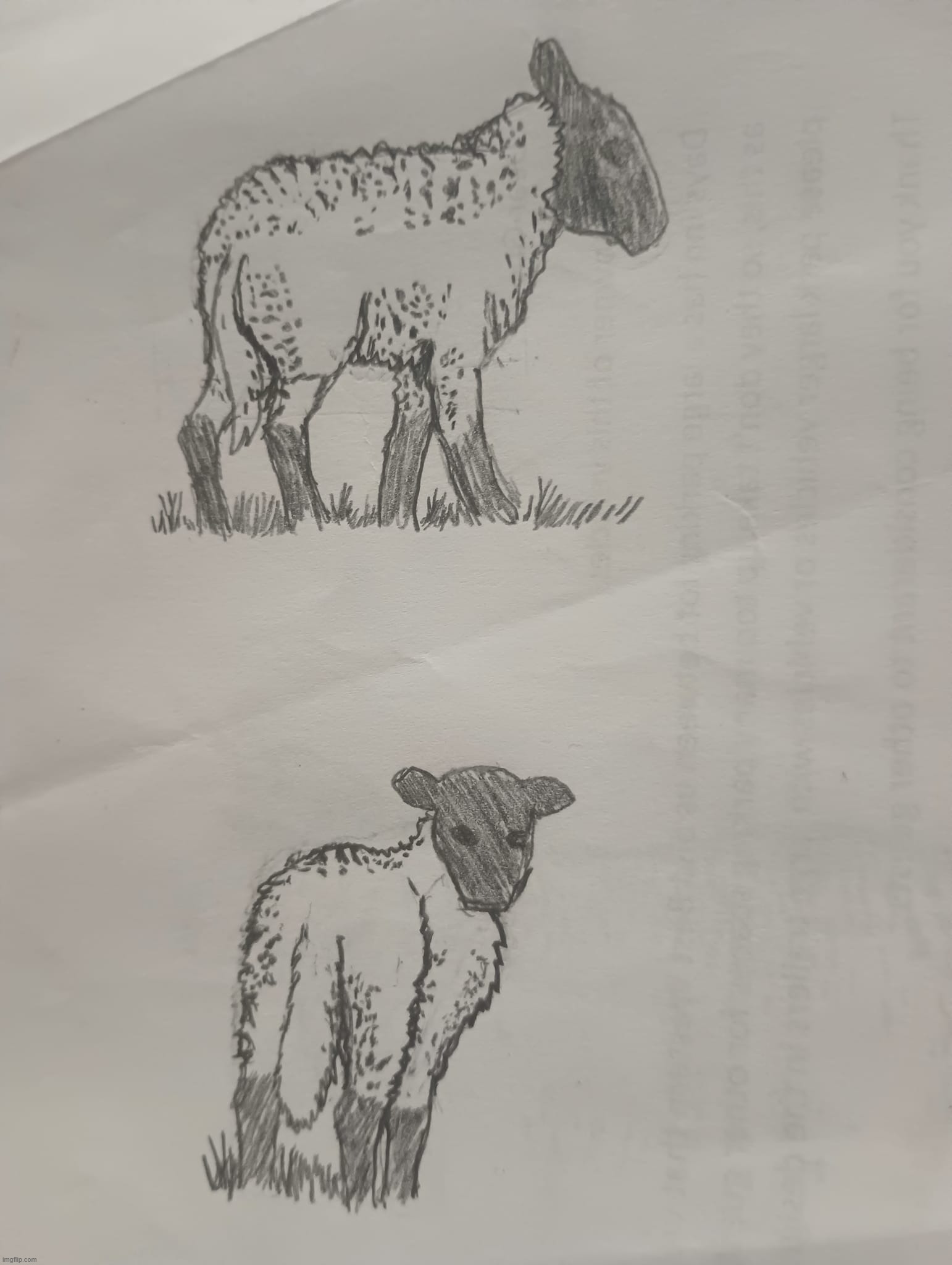 lamb study | image tagged in sheep,drawing,lamb,practice | made w/ Imgflip meme maker