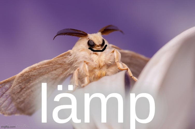 outraged moth | lämp | image tagged in outraged moth | made w/ Imgflip meme maker