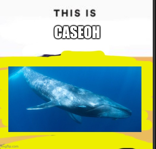 This is caseoh AKA your mom | CASEOH | image tagged in this is blank | made w/ Imgflip meme maker