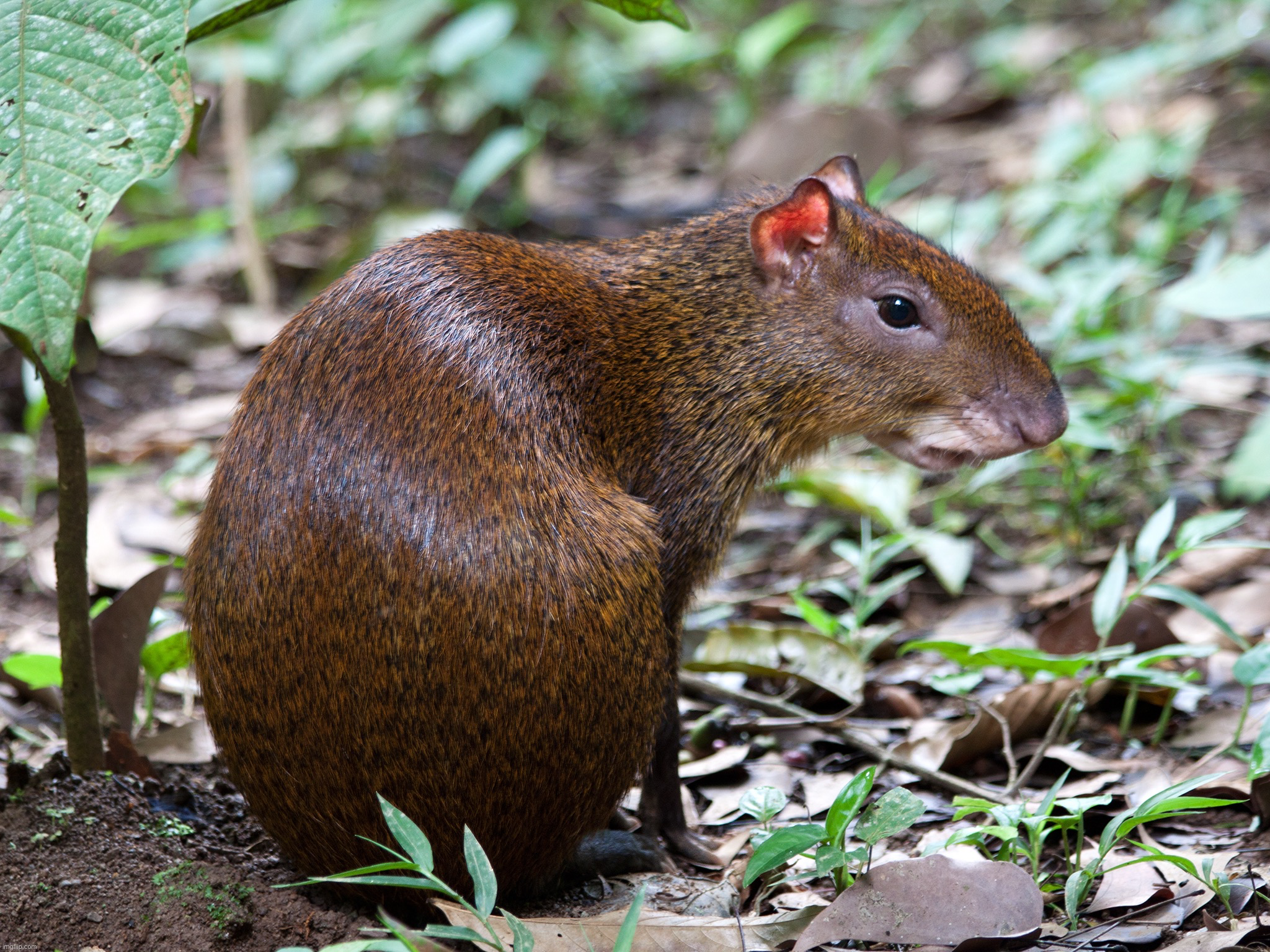 Agouti Blank Meme Template