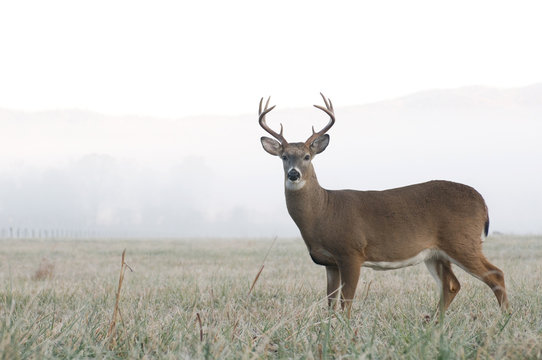 Deer Meeting Blank Meme Template