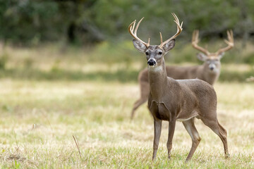 High Quality Deer meme 02 Blank Meme Template