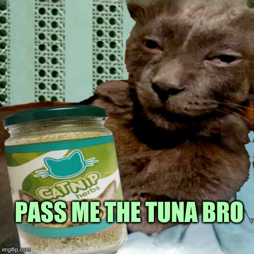 Shit Poster 4 Lyfe | PASS ME THE TUNA BRO | image tagged in shit poster 4 lyfe,cat,cat meme,tuna,munchies,catnip | made w/ Imgflip meme maker