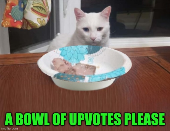 They expect me to eat this | A BOWL OF UPVOTES PLEASE | image tagged in eating,cat,dinner,it's what's for dinner,upvotes,thank you | made w/ Imgflip meme maker