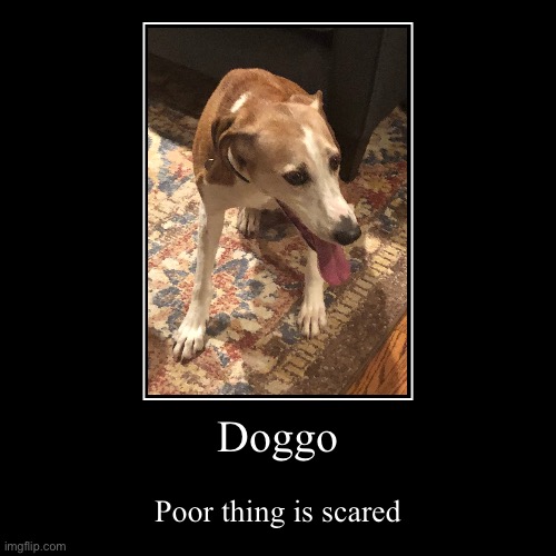 Doggo | Poor thing is scared | image tagged in funny,demotivationals,dogs | made w/ Imgflip demotivational maker